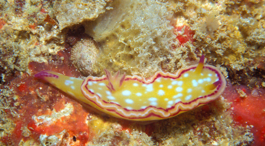 Glossodoris spH